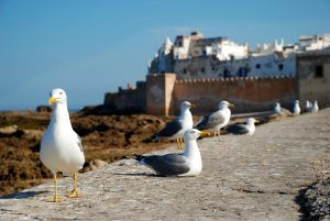 essaouira, morocco, nature, africa, costa, sea, seagull, travel