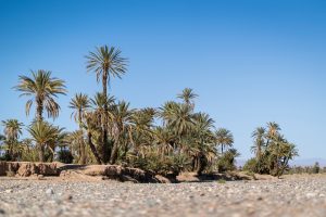 a group of palm trees